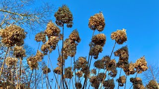 Limelight Hydrangea Tree Winter Tips [upl. by Ekaterina]