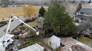 Removing Our Pine Trees 🌲 Garden Answer [upl. by Emmery52]