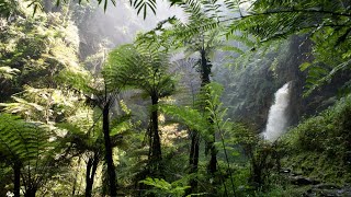 Nyungwe National Park  Rwanda [upl. by Eidnim]