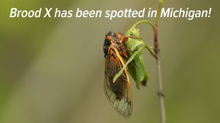 Cicadas emerge after 17 years underground [upl. by Bess]