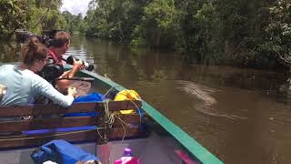 The Crocodile of the Kinabatangan River [upl. by Inafetse779]