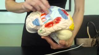 The Brain and Cranial Nerves Anatomy and Physiology [upl. by Gnolb]