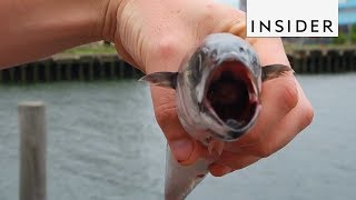 Device Makes Dead Fish Look Like Live Bait [upl. by Haron]