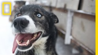 Sled Dogs More Than Meets the Eye  National Geographic [upl. by Eitten991]