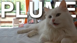 PLUME LANGORA TURC  PAROLE DE CHAT [upl. by Garling354]