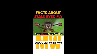 Facts About Stalk Eyed Fly  amazingfacts shorts viralshorts animalfacts [upl. by Zweig]