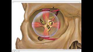 Ciliary Ganglion Short Ciliary Nerves amp Long Ciliary Nerve [upl. by Bogey830]