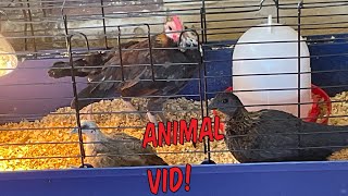 Animal Video [upl. by Hellman863]