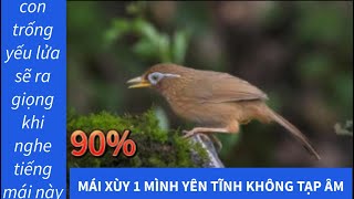 Chim họa mi mái xùy vang không gây tiếng động hãy cho chim trống của bạn nghe chimhoamimaixuy [upl. by Latimer]