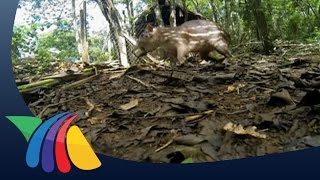 Tres Lagunas rincón único en la Selva Lacandona  Noticias de Chiapas [upl. by Perzan]