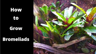 Bromeliad Video [upl. by Radnaxela250]