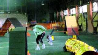 Standard schnauzer agility [upl. by Valdemar]