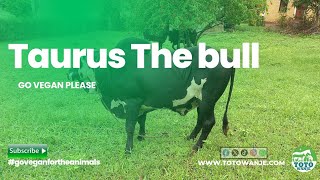 TAURUS THE BULL  BEAUTIFUL LANDSCAPE  KENYA [upl. by Pierette]