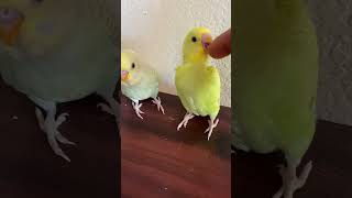 Rare parakeets playing [upl. by Nylirret314]