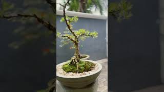 Home Garden ☘️ Training Boxwood Bonsai Tree 🍀❤️bonsaiworld 盆栽の育成බොන්සායි ☘️ [upl. by Roswald]