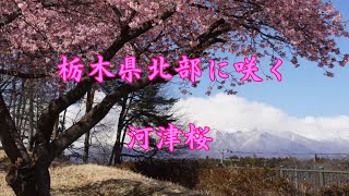 栃木県大田原市 那須塩原市】栃木県北部に咲く河津桜 [upl. by Naesyar]