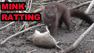 Mink Cleaning Up the Last of the Rats [upl. by Enaz]