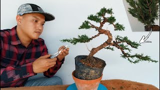 Juniper Bonsai styling for under 20  Tùng Shimpaku [upl. by Ynnej]