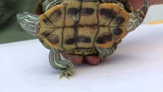 Red Eared Slider Turtle Care Beginner Guide [upl. by Val]