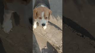 Beagle dog beaglebreed doglover beagleworld shortvideo [upl. by Andriette511]