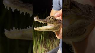 Invasive crocodilian in Florida caiman spectacledcaiman [upl. by Otrebmal]