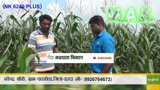 Ad Nk 6240 plus syngenta Maize Hybrid वि एन के 6240 प्लस सिंजेंटा की मक्का की उन्नत किस्म [upl. by Sualk]