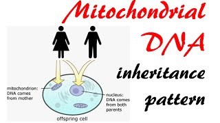 Mitochondrial DNA inheritance pattern [upl. by Hawkins463]