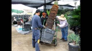 Sago Palm Cycas revoluta at Jurassic Garden  Moving Large ReEstablished Specimen [upl. by Eila238]