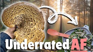 Dryads Saddle A Versatile Edible Mushroom [upl. by Knighton]