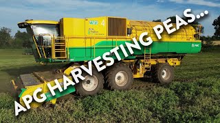 4Kᵁᴴᴰ Harvest 2024 APG harvesting peas near Ipswich [upl. by Beaufert577]