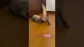 Somali cat fox like cat breed shortsvideo catfactoid cat [upl. by Stefanie350]