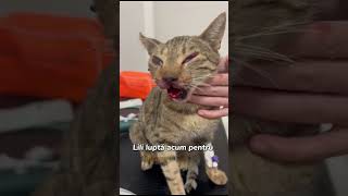 Lili a trecut printrun coșmar după ce a fost lovită de o mașină donateforcats [upl. by Frear]