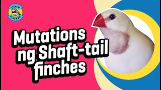 Shorts Mutations ng Shafttail finches [upl. by Layla419]