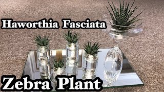 HAWORTHIA FASCIATA ZEBRA PLANT [upl. by Sallad]