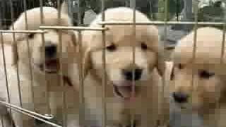 Golden Retriever Puppies [upl. by Oglesby337]