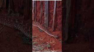 Black Mamba or Puff Adder Which snake is the deadliest [upl. by Sikata884]