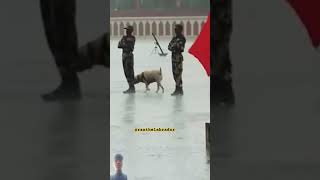 BSF dog training 🇮🇳 shot video viral bsf youtuber 🇮🇳🇮🇳🇮🇳 [upl. by Lemyt]