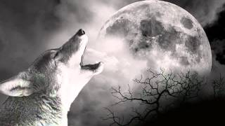 Wolf Howling [upl. by Hahsia]