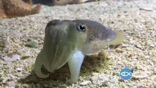 Cute Cuttlefish [upl. by Elish338]