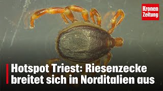 Riesenzecke breitet sich in Norditalien aus  kronetv NEWS [upl. by Emarie969]