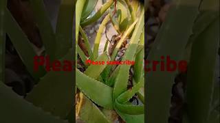 Aloe vera ka phool ke fayde chankaya amazingfacts plants shortvideo plantasia [upl. by Lectra]