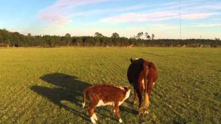 Herding Cattle with a Drone [upl. by Yrffoeg]