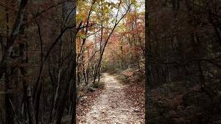 Fall colors in Pilot Mountain North Carolina 🍂🍁 travel shorts reels fallcolors fall nature [upl. by Hollingsworth]