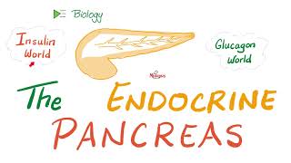 The Endocrine Pancreas Insulin Glucagon and Somatostatin  Endocrine Biology 🧪 [upl. by Nahn]