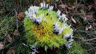 Herfstwandeling Amerongse Berg  Op zoek naar Paddenstoelen  Leersum 2012 [upl. by Cudlip675]