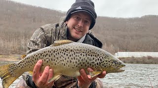 RIVER BROWN TROUT ALLEGHENY RIVERMULTIPLE SPECIES DAY [upl. by Annavoig]