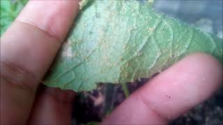 HOW TO MAKE NEEM LEAF as insecticide II GARDENING HACK [upl. by Aicilec]