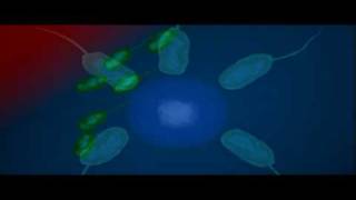 Bacteria Shape  Biology  Bacteriology [upl. by Eerdua]