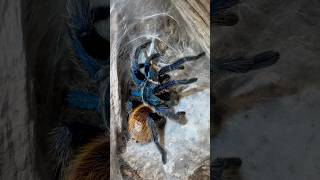 Greenbottle Blue TarantulaCcyaneopubescenstarantulasoftheworld shorts wildlife [upl. by Bernita590]