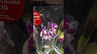 Орхидеи Мультифлоры Стандарты ЛондонOrchids Multifloras Standards London [upl. by Deidre841]